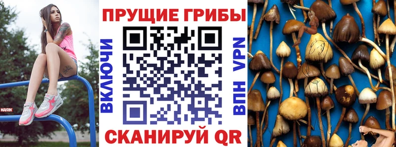 Псилоцибиновые грибы Psilocybe  Купить закладки  Кизел 